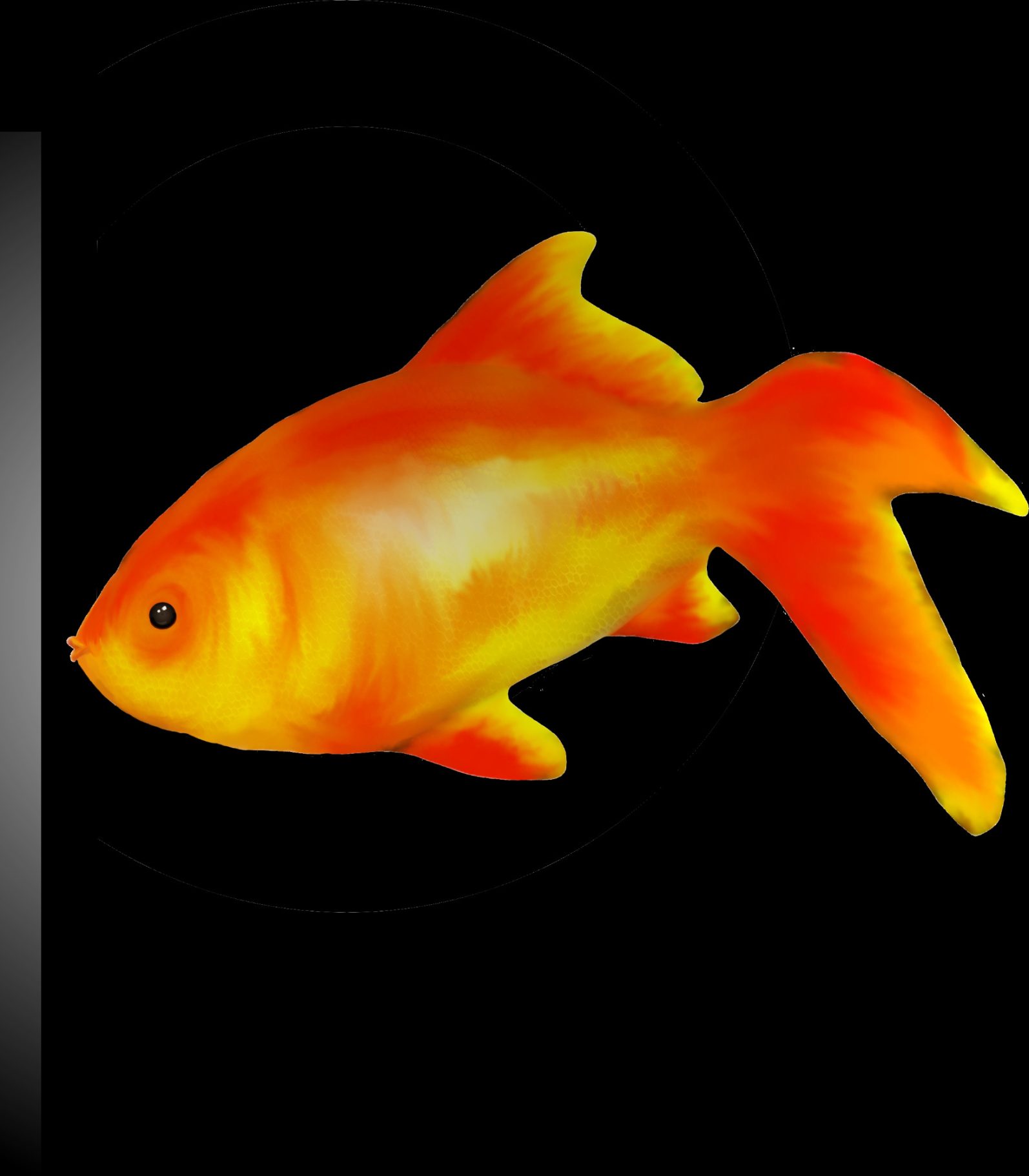Bob the God of Fishes A vibrant orange goldfish swimming against a black background.